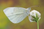 Pieris rapae