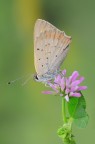 Lycaena phlaeas