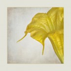 Pericolosa bellezza Pericolosa bellezza