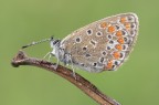 Plebejus agestis Plebejus agestis