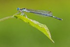 Damigella Damigella