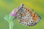 Melitaea didyma Melitaea didyma