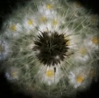 macro quarantena macro quarantena