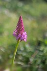 Anacamptis-pyramidalis_DSC0130 Anacamptis-pyramidalis_DSC0130