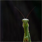mantide religiosa