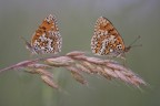 effetto covid - Melitaea didyma effetto covid - Melitaea didyma