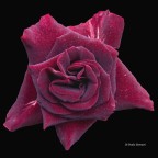 Rosa 5 Rosa 5