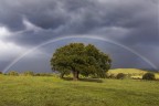 Un temporale estivo mi ha concesso uno spettacolare arcobaleno, per poco tempo, poi la pioggia lo ha fatto sparire velocemente.
Ho visto l'albero, ho fermato l'auto, sono sceso per scattare (per fortuna avevo con la fotocamera)

Impressioni e consigli ben accetti.