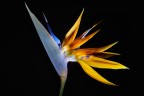Strelitzia Strelitzia