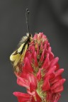 Libelloides coccajus Libelloides coccajus