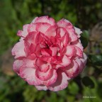 Nel mio Giardino 2 Nel mio Giardino 2