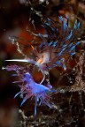 Ecco una coppia di nudibranchi che ho trovato su un cespuglio di idrozoi; in primo piano una cratena peregrina, in basso una flabellina.
I nastri colorati avvolti sui rami sono le loro ovature.

Critiche e commenti welcome