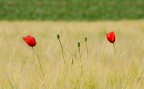fiori di campo