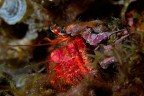 Ecco un altro esempio di rosso subacqueo: un paguro che vaga sul fondale di notte, in cerca di cibo.

Critiche e commenti welcome