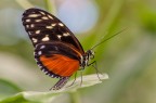 Farfalla nero arancione