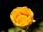 rosellina