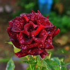 Dopo la pioggia Dopo la pioggia