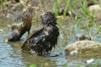 Storni al bagno