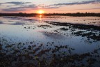 risaia all'alba risaia all'alba