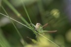 macro_orizz