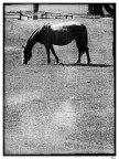 cavallo cavallo