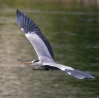 Airone cenerino Airone cenerino