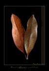 Magnolia Magnolia