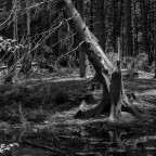 Nel bosco #1 Nel bosco #1