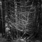 Nel bosco #2 Nel bosco #2