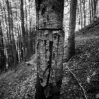 Nel bosco #3 Nel bosco #3