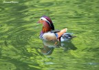 Aix Galericulata (Anatra Mandarina) Aix Galericulata (Anatra Mandarina)