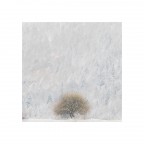 Ramificazioni Invernali Ramificazioni Invernali