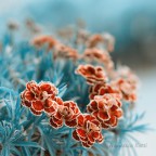 flora