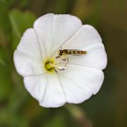 Sirfide su Convolvolo Sirfide su Convolvolo