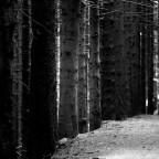 Nel bosco #4 Nel bosco #4