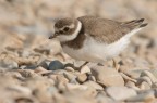 Corriere grosso (Charadrius hiaticula)