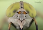 Atylotus rusticus (Linneaus, 1758)