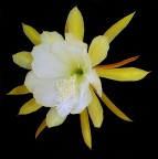 *** Capolavoro della natura *** *** Capolavoro della natura ***