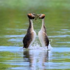 Svassi Maggiori in parata Svassi Maggiori in parata