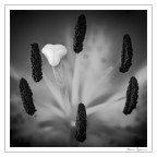 la giostra la giostra