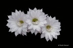 Il fiore di un giorno Il fiore di un giorno