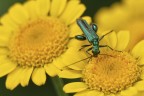 Oedemera nobilis Oedemera nobilis