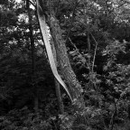 Nel bosco #5 Nel bosco #5