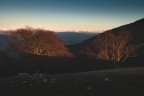 | Trees |