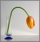 tulipano in vaso tulipano in vaso