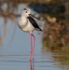 Cavalieri d'italia Cavalieri d'italia