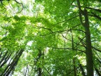 Nel bosco rinverdito Nel bosco rinverdito