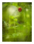 Spesso e volentieri le meraviglie non stanno davanti ai nostri occhi e bisogna volgere lo sguardo verso il basso per godere della ricca vegetazione silana, che impeccabilmente custodisce meravigliosi piccoli paesaggi. 

Per guardare le foto, cliccante sul link. 

www.antonioaleo.it/post/foto-fiori-e-piante-del-parco-nazionale-della- 

Buona visione.