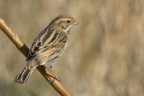 Migliarino di palude (Emberiza schoeniclus) Migliarino di palude (Emberiza schoeniclus)