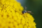 Sul giallo